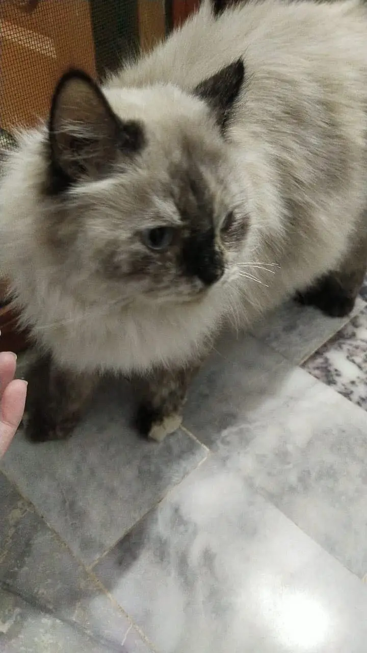 Triple coated Himalayan cat for adoption — photo 2