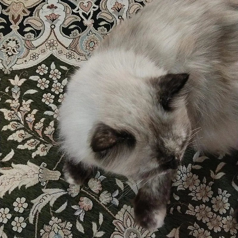 Triple coated Himalayan cat for adoption — photo 3