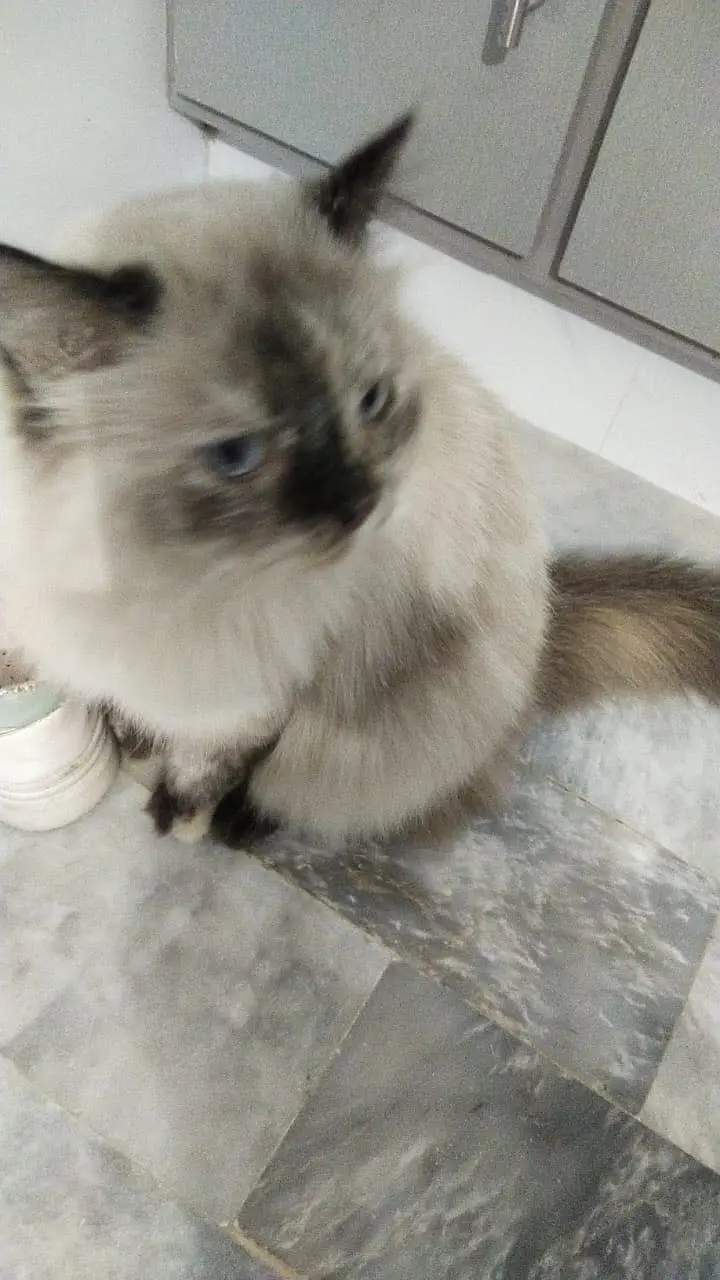 Triple coated Himalayan cat for adoption — photo 4