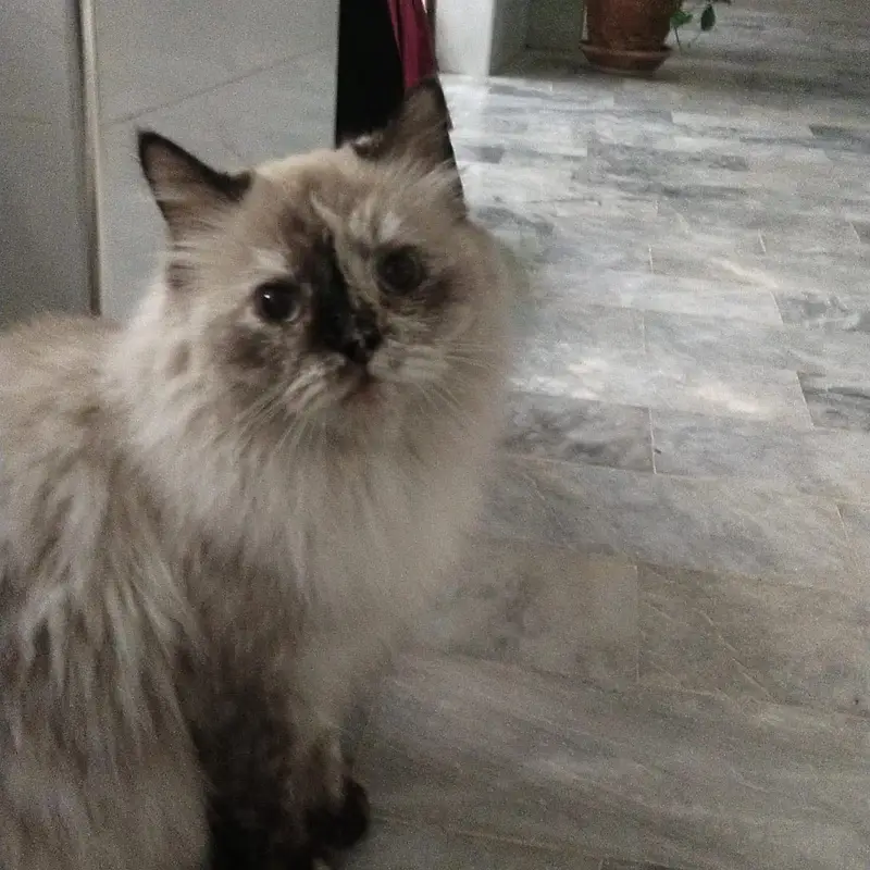 Triple coated Himalayan cat for adoption — photo 5