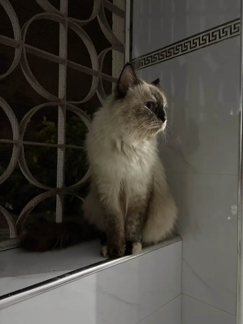 Triple coated Himalayan cat for adoption — photo 6