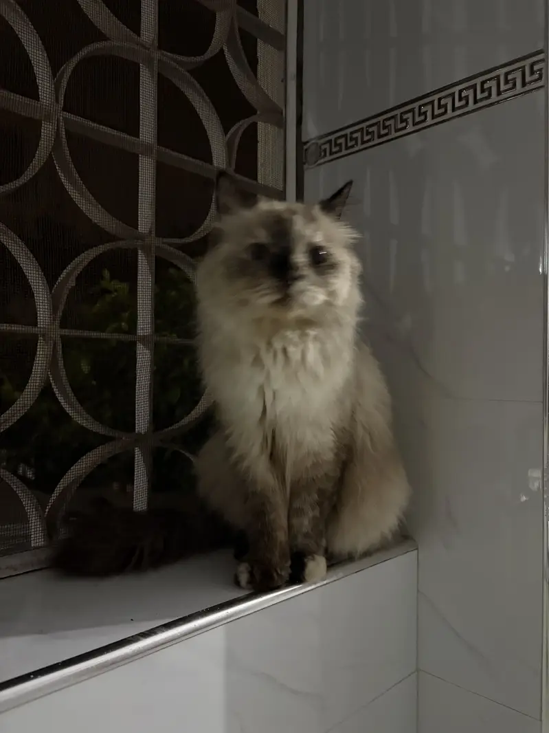Triple coated Himalayan cat for adoption — photo 7