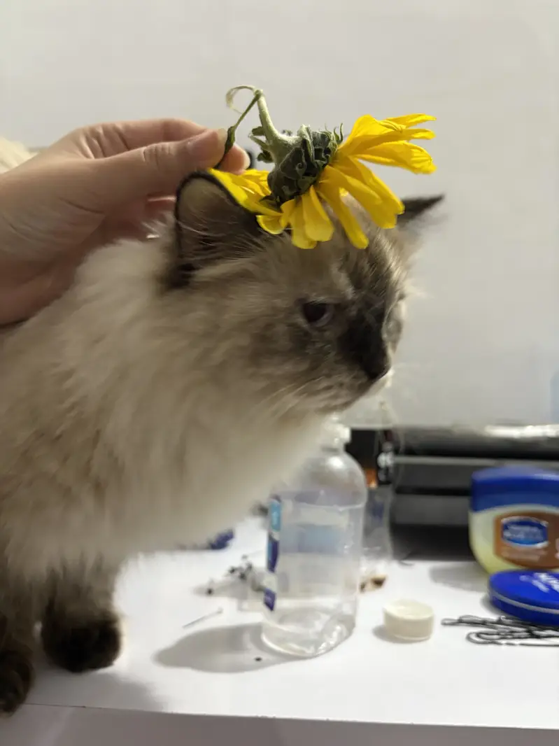 Triple coated Himalayan cat for adoption — photo 8
