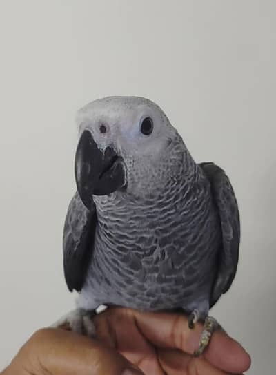 Grey Parrot Chick