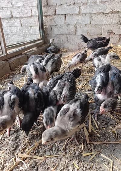 Thai Aseel Chicks