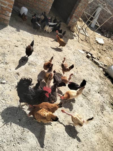 Organic and Desi Eggs