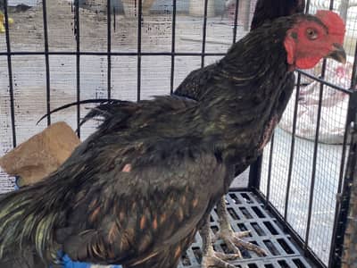 Pure Aseel Thai blood | High Quality Male breeder