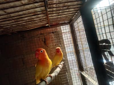 100 percent breeder pair