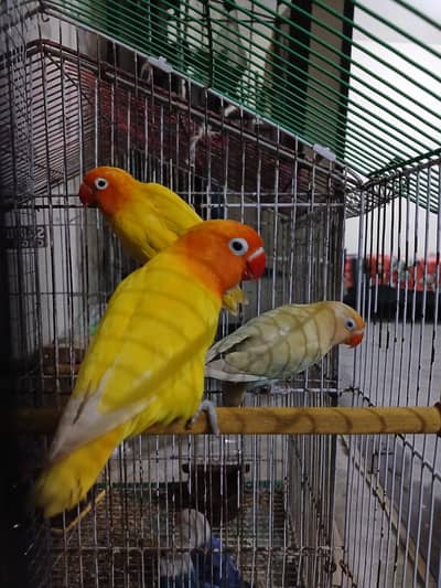 love bird breeders pairs
