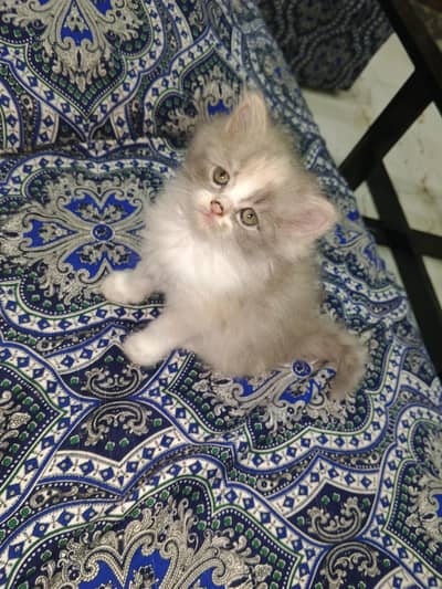 Persian Kittens for Sale