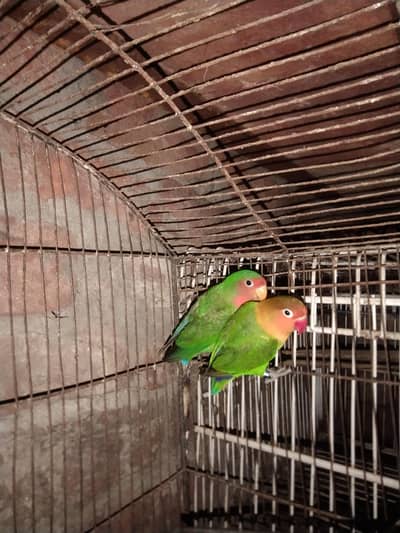 argent sale  conform breeder pair