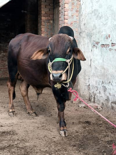 Wachy for eid ul adha