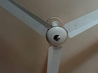 royal fan 2. a one condition