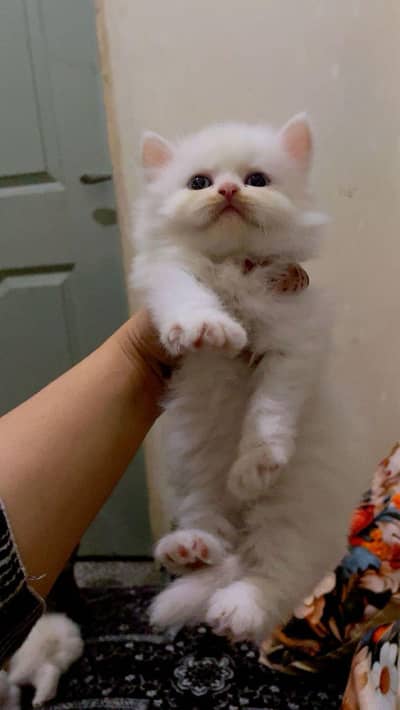 Persian kittens
