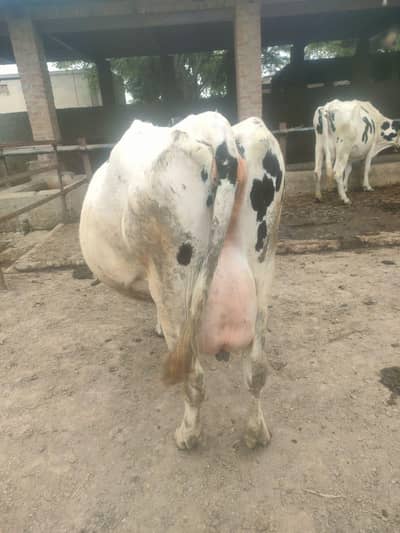 Australian Cow for sale
