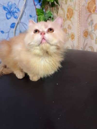 male kittens home breed punch face
