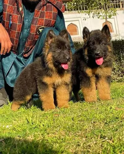 German shepherds puppy available 03714512748