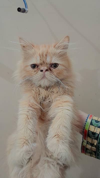 Pure Persian punch face kitten