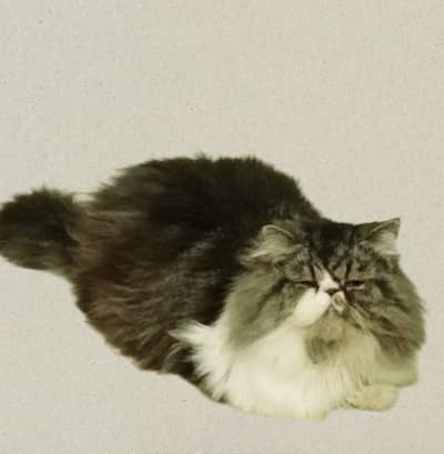 CFA Peki Male Available For Stud only