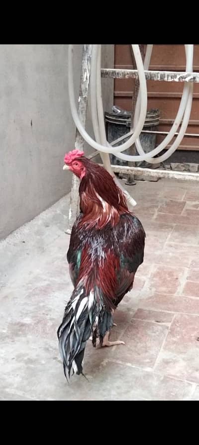 Aseel high quality birds available