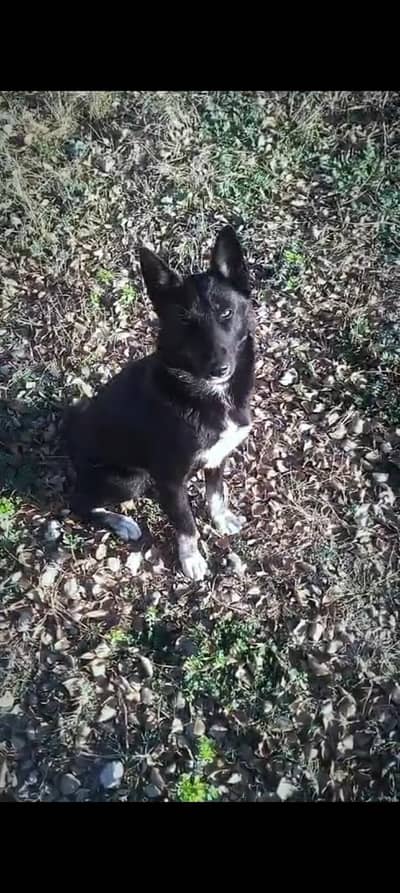 Belgium shepherd and husky mix female for sale healthy near to heat
