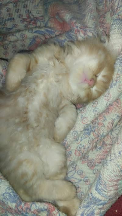 Persian Kitten for sale