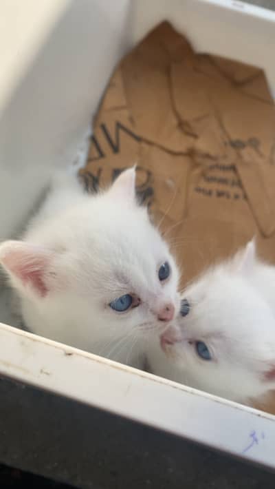 Persian kittens