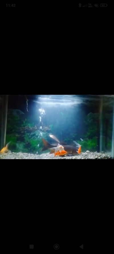 Aquarium glass case available for sale in Rawalpindi