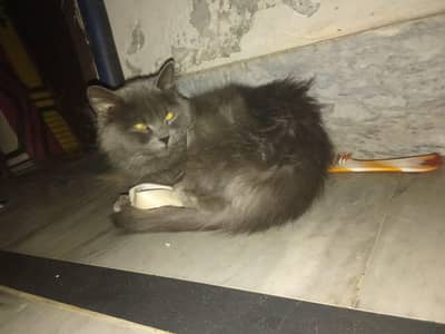 Shahdara begum kot Lahore call or what's app 03079520550