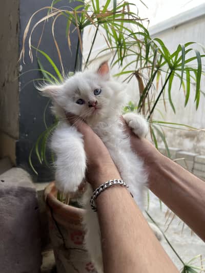 Cute beautiful persian kittens for sale