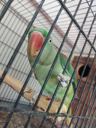 Ready to Breed Alexander (Raw) Pair