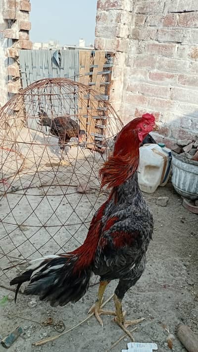 Thai +Vietnam Aseel petha Healthy and Active