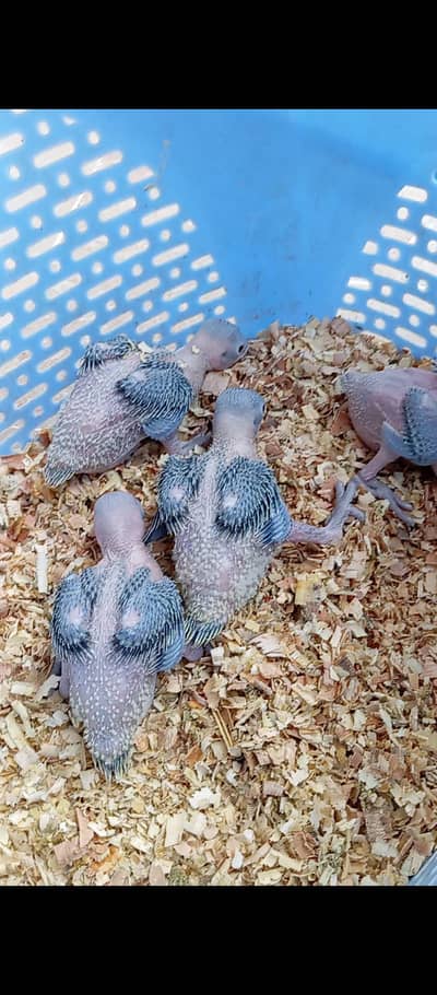 Green Ringneck (mithu) chicks