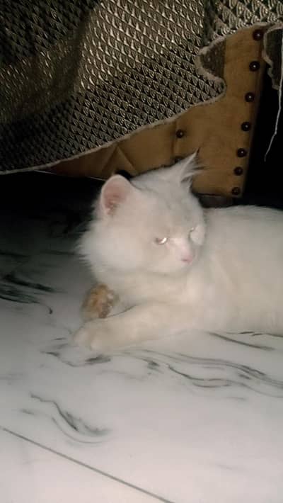 white cat for adoption