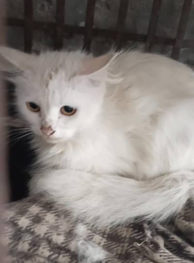 Dono female hai mashallah good quality