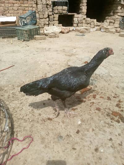 Aseel eggs for sale 250 urgent