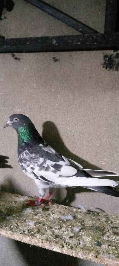 faroz pure bread pure