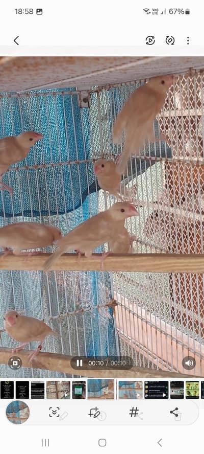 pestal fawn java chiks