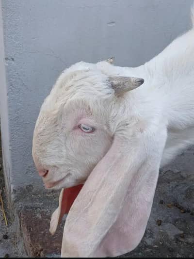 white beetal (breeder) only 9 months