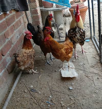 golden misri hens set for sale
