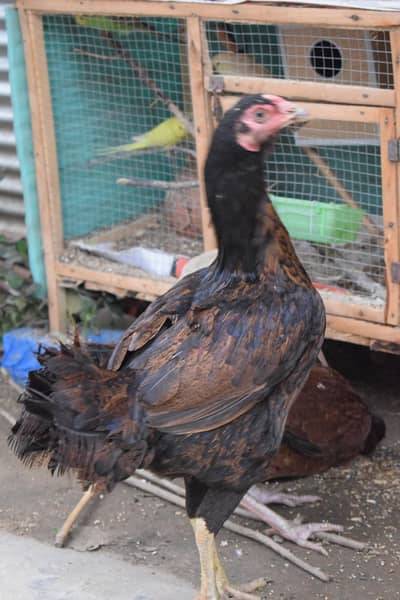 2 Aseel long Neck highted Madi, 1 Aseel Narr. exchange possible