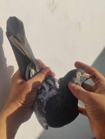 Pure teddy breeder pair no cross