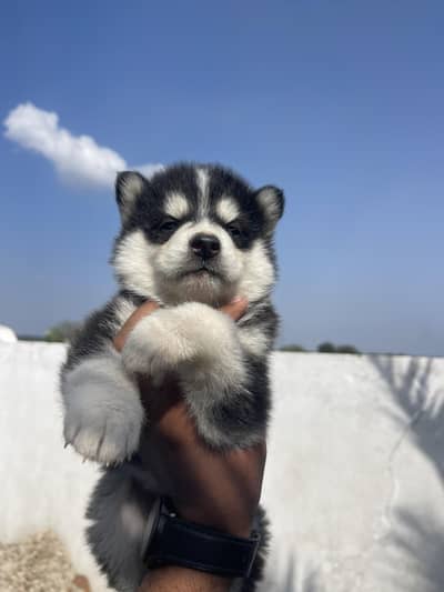 double cot pure husky eik male hai aur female hai eik