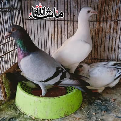 Qasid Breder Pair with 2 Chick's For Sale