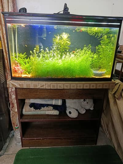 Beautiful Planted Aquarium for Sale (Healthy Plants + 25+ Guppies)
