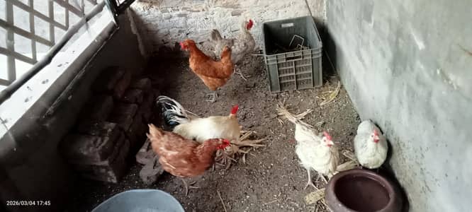 5 Egg laying Desi hens  2 roaster home bread