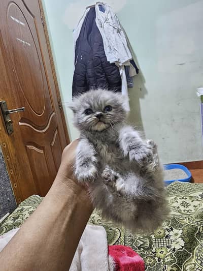 Persian kittens