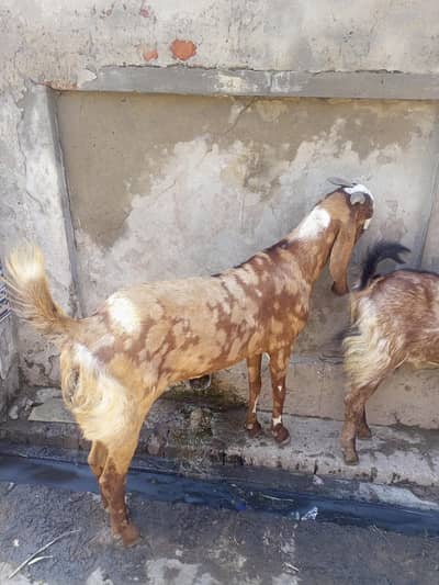 beetle goat and pathora