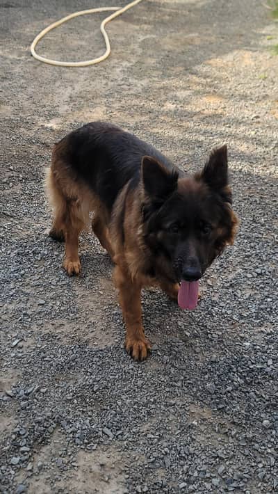 Breeder GERMAN SHEPHERD LONG COAT Female