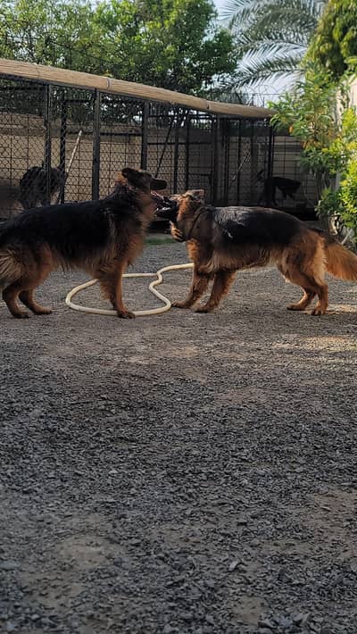 Breeder GERMAN SHEPHERD LONG COAT Female